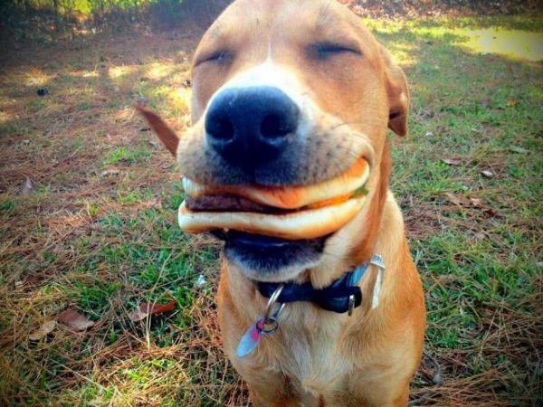 dog with cheeseburger in mouth, discovering product market fit