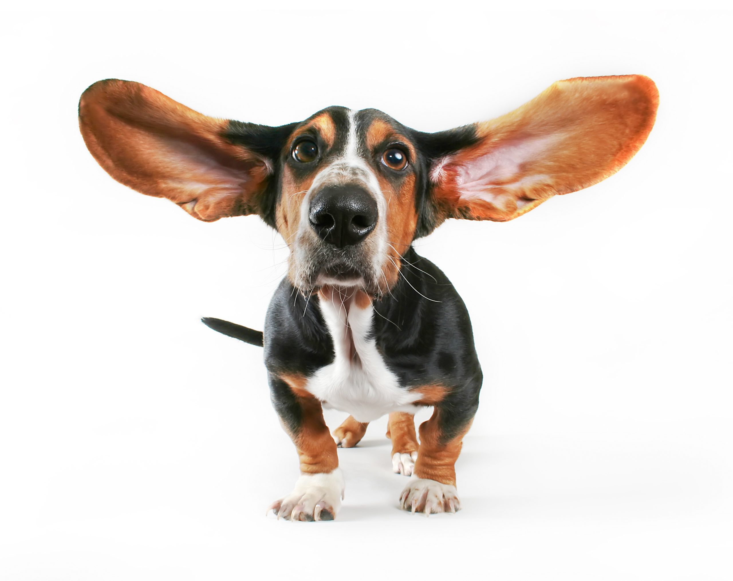 Surprised basset hound, used to illustrate article on B2B marketing ROI.